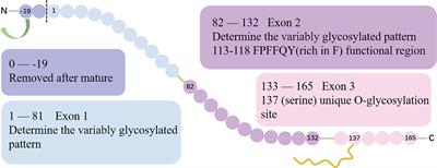 Targeting Endothelial Cell-Specific Molecule 1 Protein in Cancer: A Promising Therapeutic Approach